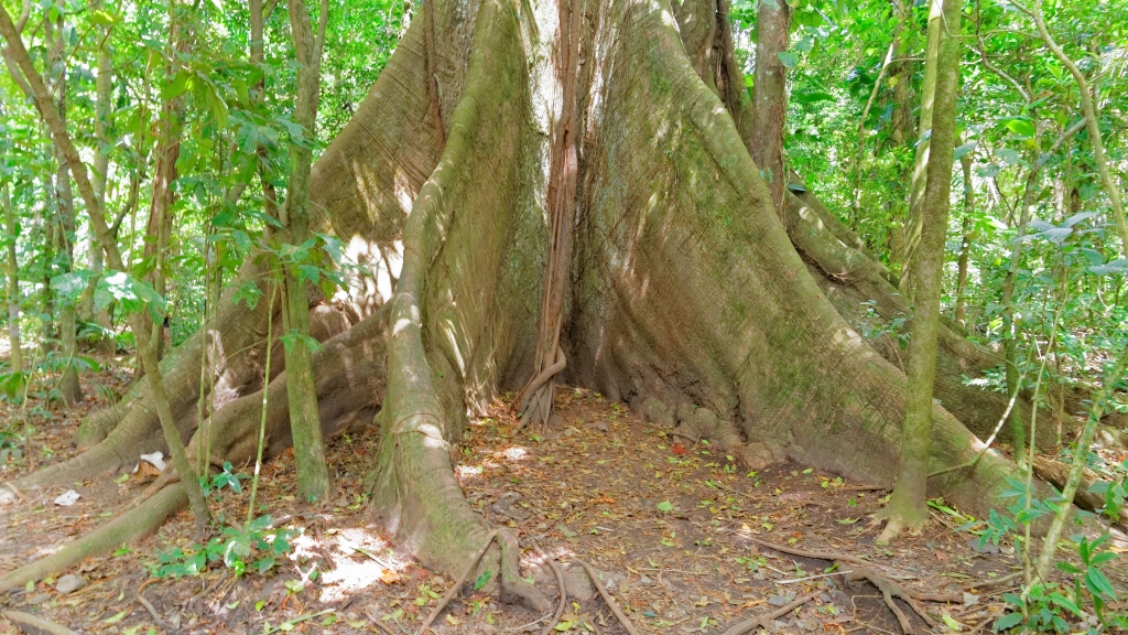 03 - Volcan Arenal (17).jpg